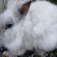 Lapine teddy nain angora #6