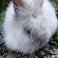 Lapine teddy nain angora