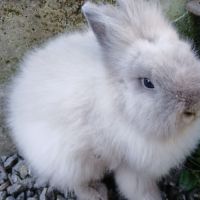 Lapine teddy nain angora #9
