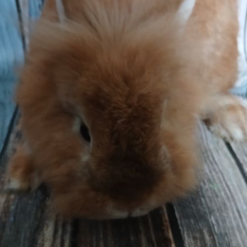 Minilop et tête de lion à adopter