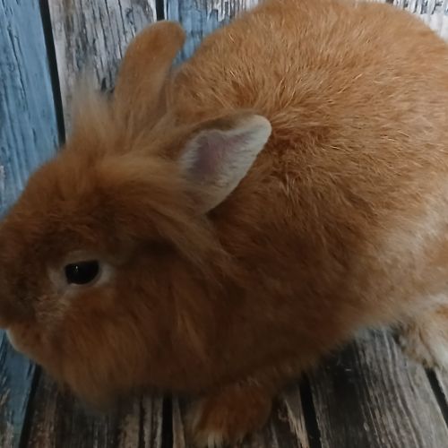 Minilop et tête de lion à adopter #3