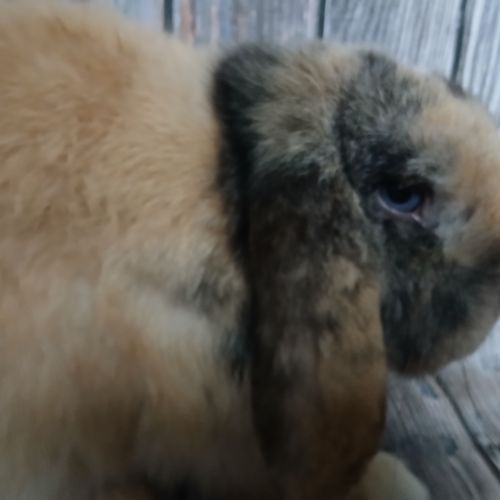 Minilop et tête de lion à adopter #5