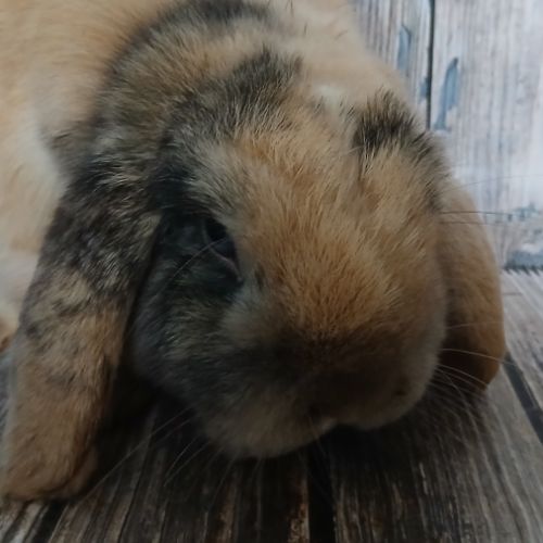 Minilop et tête de lion à adopter #6