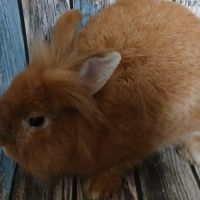 Minilop et tête de lion à adopter #3