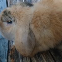 Minilop et tête de lion à adopter #4