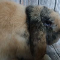 Minilop et tête de lion à adopter #5