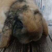 Minilop et tête de lion à adopter #6