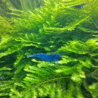 Crevette neocaridina 