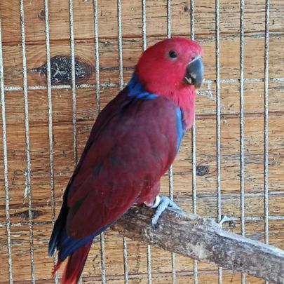 Bébé perroquet éclectus #2