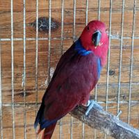 Bébé perroquet éclectus