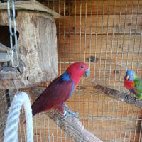 Bébé perroquet éclectus #3