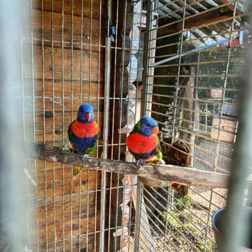 Perroquet loriquet arc-en-ciel #1