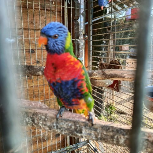 Perroquet loriquet arc-en-ciel #3