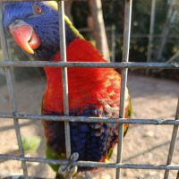 Perroquet loriquet arc-en-ciel