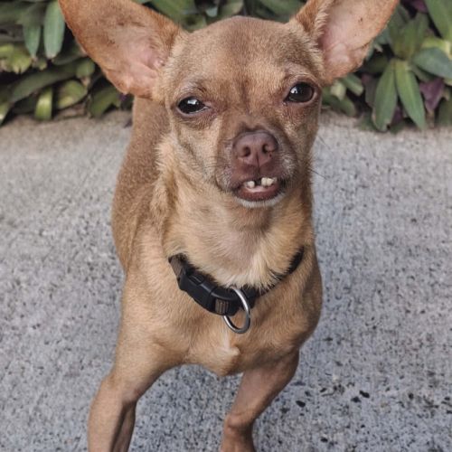 Coco, le gentil croisé des iles #2