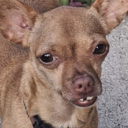 Coco, le gentil croisé des iles #3