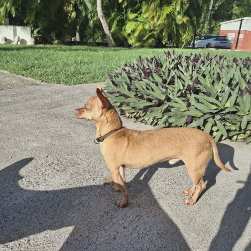 Coco, le gentil croisé des iles #7