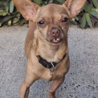 Coco, le gentil croisé des iles #2