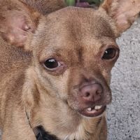 Coco, le gentil croisé des iles #3