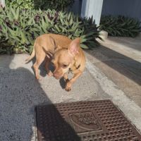 Coco, le gentil croisé des iles #6