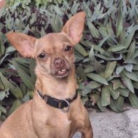 Coco, le gentil croisé des iles #8