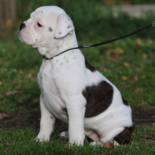 Dispo chiot femelle bulldog continental lof #1