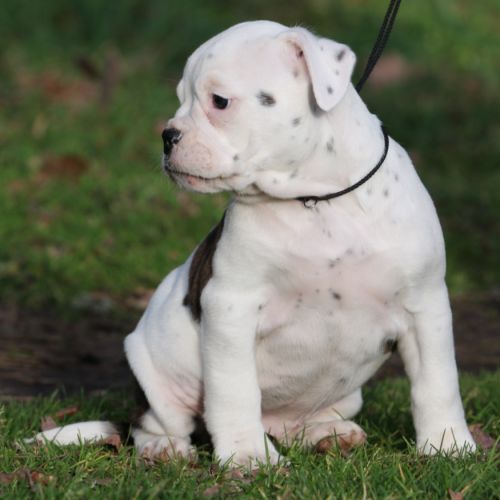 Dispo chiot femelle bulldog continental lof #0