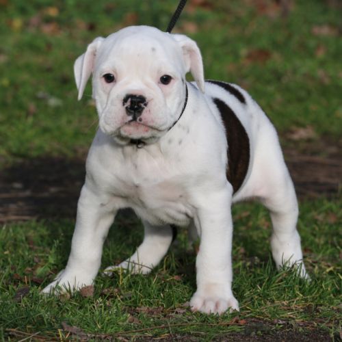 Dispo chiot femelle bulldog continental lof #3