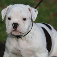 Dispo chiot femelle bulldog continental lof #4