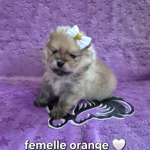 Merveilleux bébés spitz nain à réserver #3