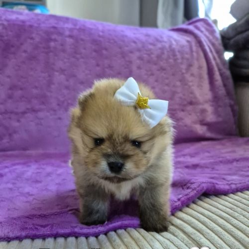 Merveilleux bébés spitz nain à réserver #0