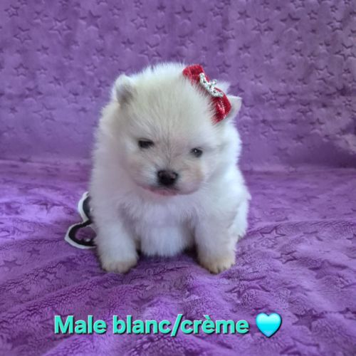 Merveilleux bébés spitz nain à réserver #6