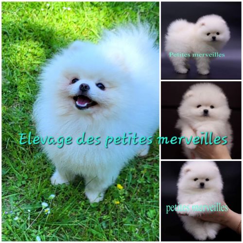 Merveilleux bébés spitz nain à réserver #7