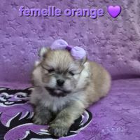 Merveilleux bébés spitz nain à réserver #1