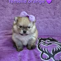 Merveilleux bébés spitz nain à réserver #2