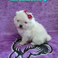 Merveilleux bébés spitz nain à réserver #5