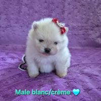 Merveilleux bébés spitz nain à réserver #6