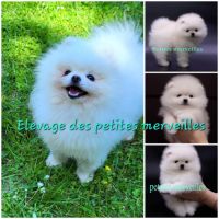 Merveilleux bébés spitz nain à réserver #7