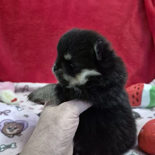 Véritables spitz nain pomeranien lof ourson #1