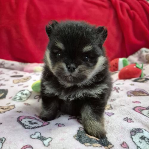 Véritables spitz nain pomeranien lof ourson #0