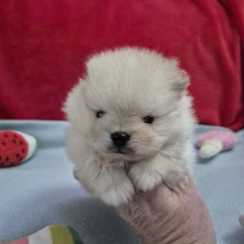 Véritables spitz nain pomeranien lof ourson #4