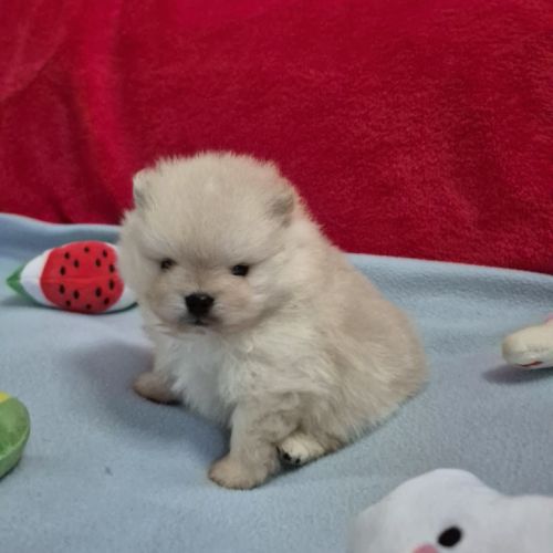 Véritables spitz nain pomeranien lof ourson #5