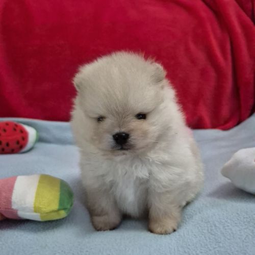 Véritables spitz nain pomeranien lof ourson #6