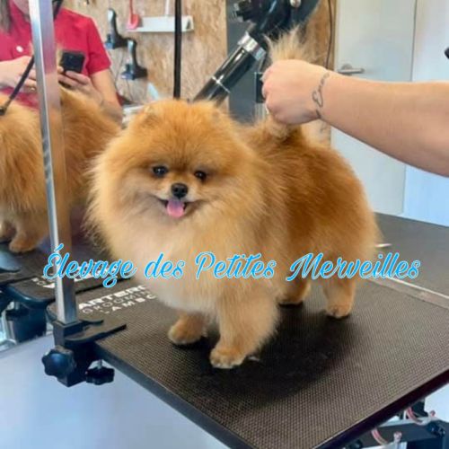 Véritables spitz nain pomeranien lof ourson #8