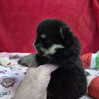 Véritables spitz nain pomeranien lof ourson #1