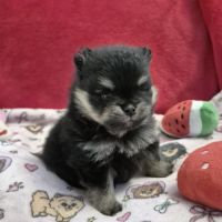 Véritables spitz nain pomeranien lof ourson #2