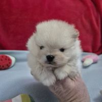 Véritables spitz nain pomeranien lof ourson #4