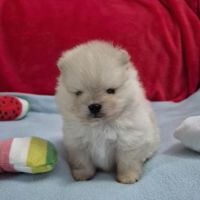 Véritables spitz nain pomeranien lof ourson #6