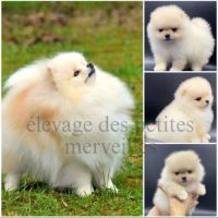 Véritables spitz nain pomeranien lof ourson #7