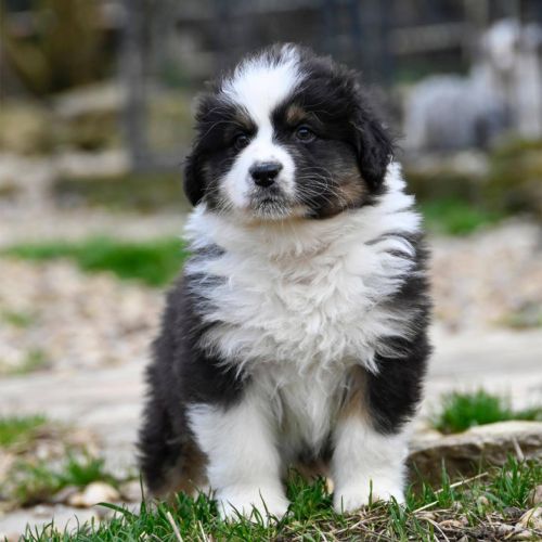 Berger australien lof #1